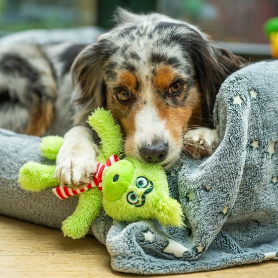 Grimo" Christmas Plush Large