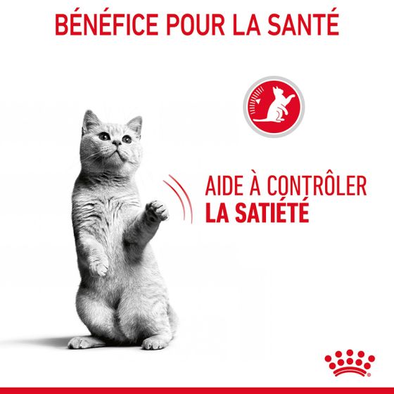 Royal Canin wet cat Appetite Control sachet in Sauce 85g