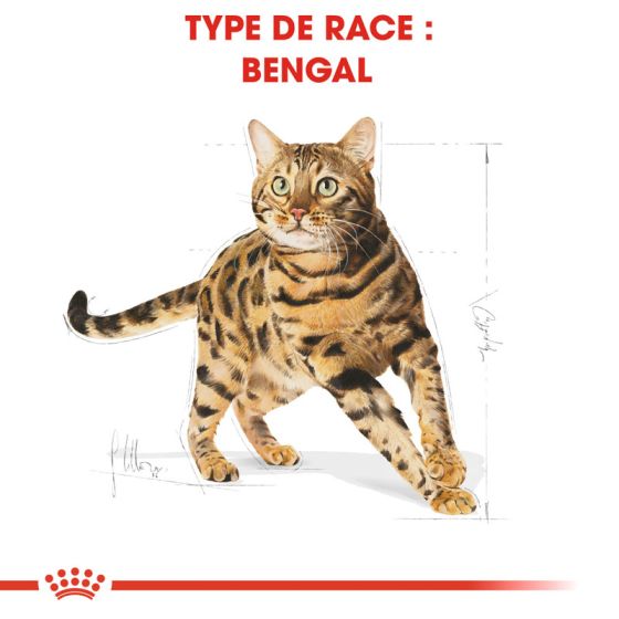 Royal Canin cat BREED BENGAL 10kg
