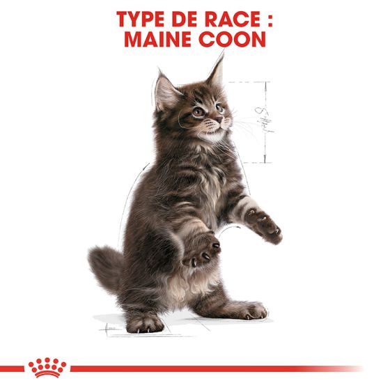 Royal Canin chat BREED MAIN COON KITTEN 10Kg