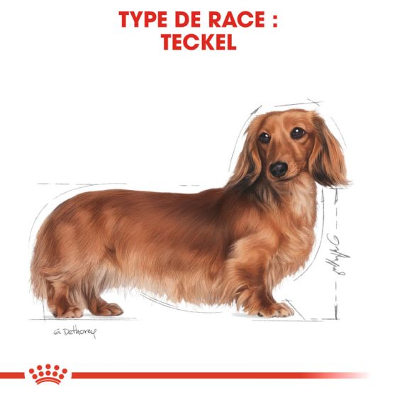 Royal Canin Dog Special Dachshund 12x85g Pouches