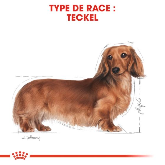 Royal Canin dog Spécial Teckel Sachet 12x85gr