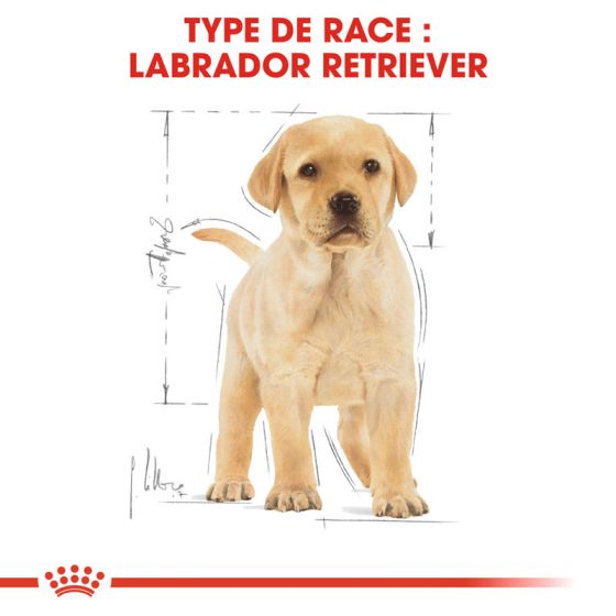 Royal Canin dog Special Labrador Retriever junior 12Kg