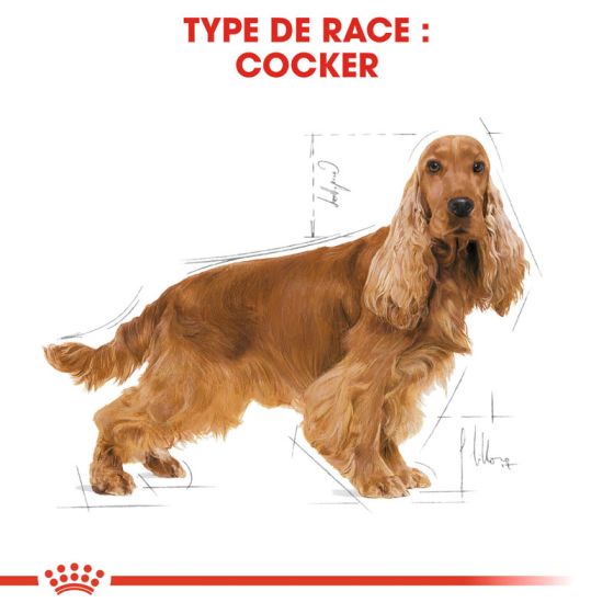 Royal Canin dog Spécial Cocker3Kg (Sous 2 à 5 jours)