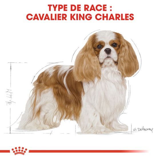 Royal Canin dog Special Cavalier King Charles 1.5 Kg