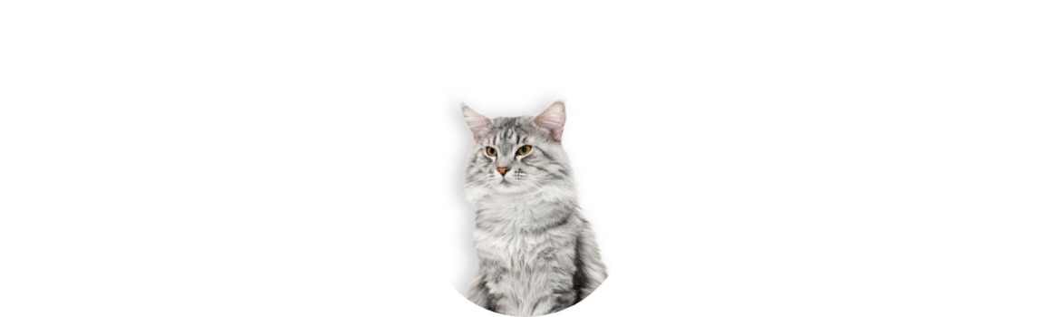 Cat food and accessories in Geneva. Delivered from Switzerland