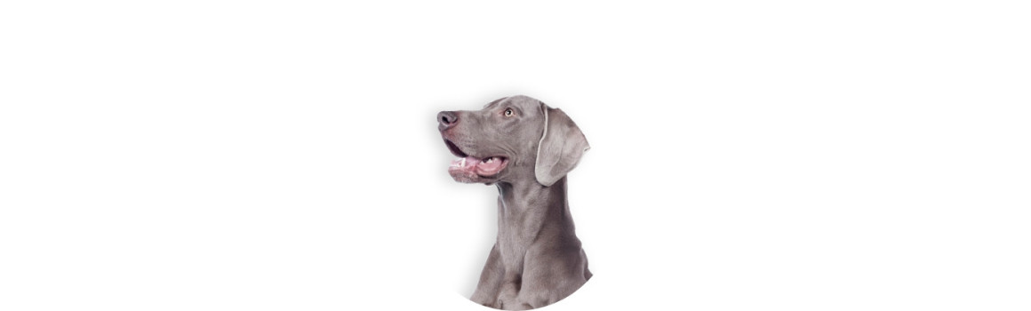 Nourriture et accessoire pour chien. canicrok.ch